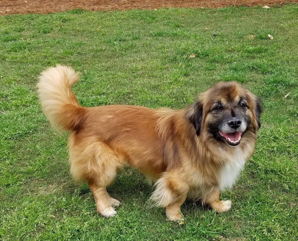 The Adorable Aussie Dachshund Mix A Unique Blend of Personality and Charm