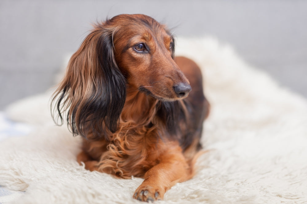 The Allure of Long Hair Mini Dachshunds A Breed Overview