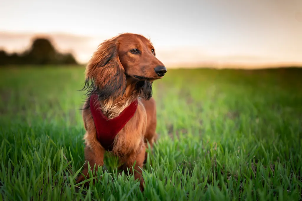 The Allure of Long Hair Mini Dachshunds A Breed Overview