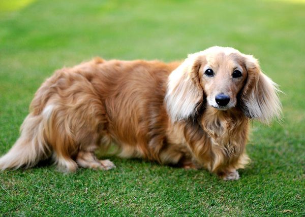 The Allure of Miniature Dachshunds A Guide to Buying or Adopting