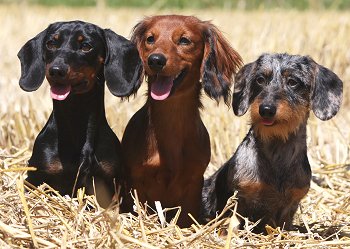 The Allure of Miniature Dachshunds A Guide to Buying or Adopting