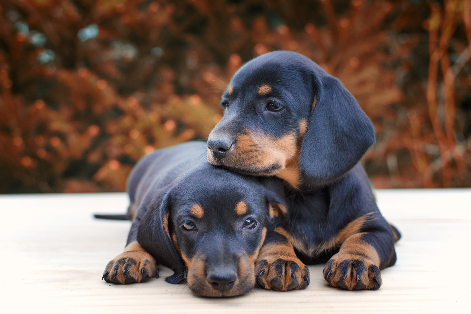 The Allure of Miniature Dachshunds A Guide to Buying or Adopting