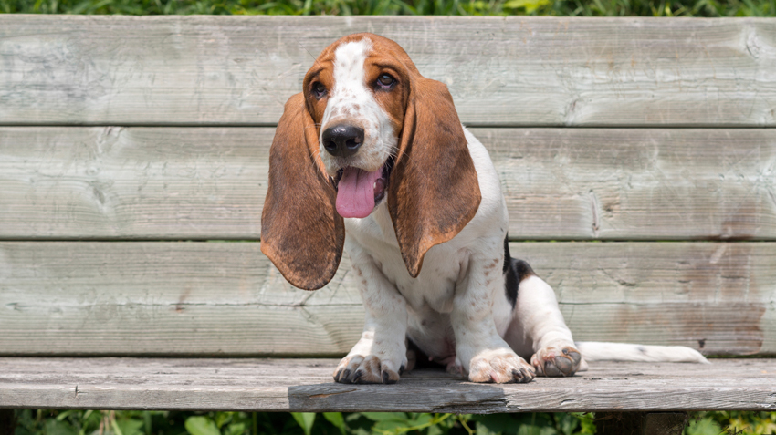 The Allure of the Basset Hound Dachshund Mix A Unique Blend of Charm#