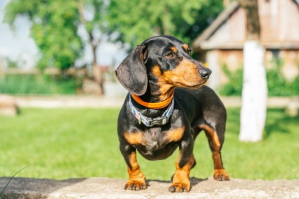 The Allure of the Basset Hound Dachshund Mix A Unique Blend of Charm#