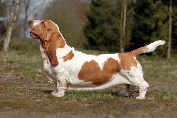 The Allure of the Basset Hound Dachshund Mix A Unique Blend of Charm#