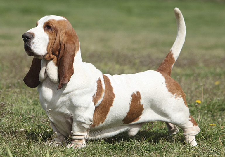 The Allure of the Basset Hound Dachshund Mix A Unique Blend of Charm#