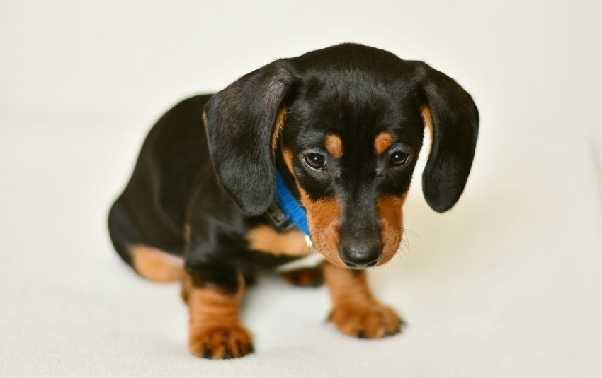 The Allure of the Black and Tan Dachshund A Breed Overview