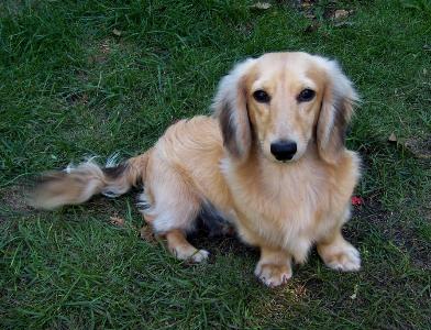 The Allure of the Blonde Dachshund A Look at this Charming Breed