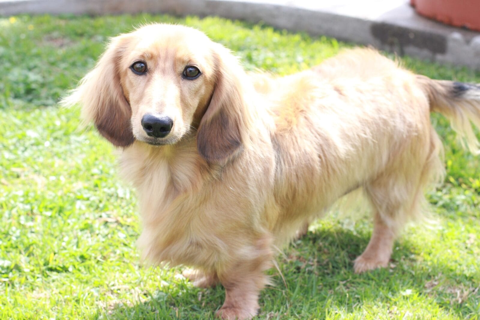 The Allure of the Blonde Dachshund A Look at this Charming Breed