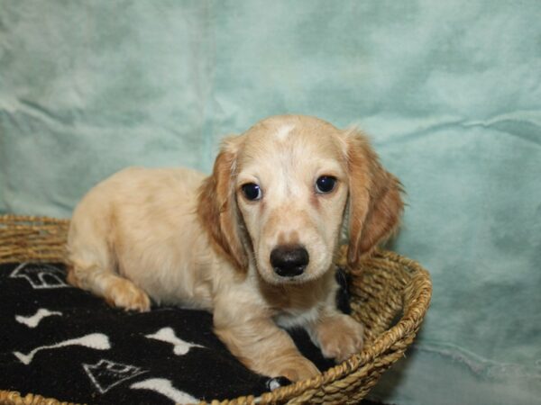 The Allure of the Blonde Dachshund A Look at this Charming Breed