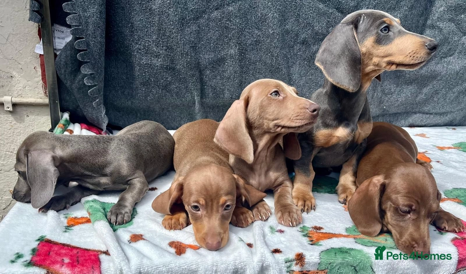 The Allure of the Blue Dachshund A Breed Overview