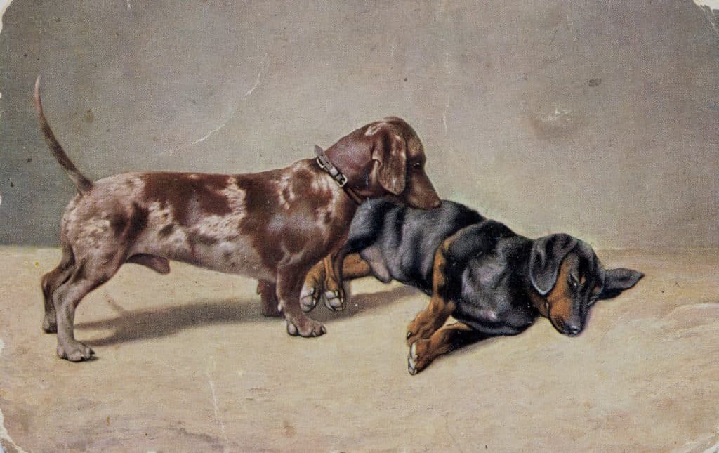 The Allure of the Blue Dachshund A Breed Overview