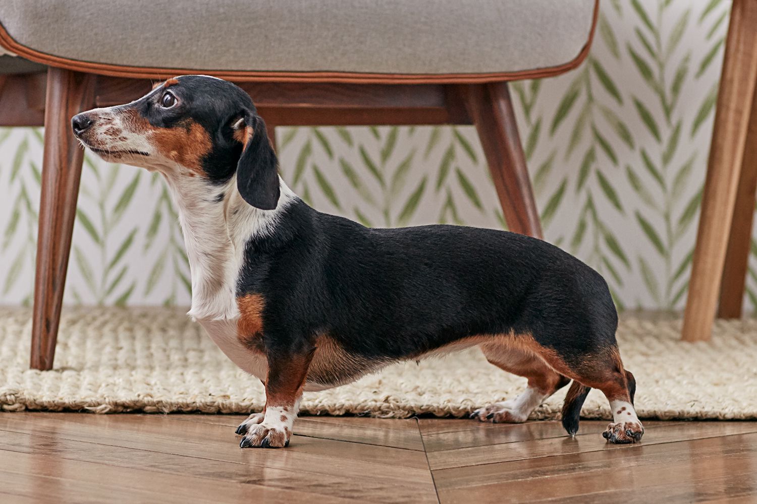 The Allure of the Blue Dachshund A Breed Overview