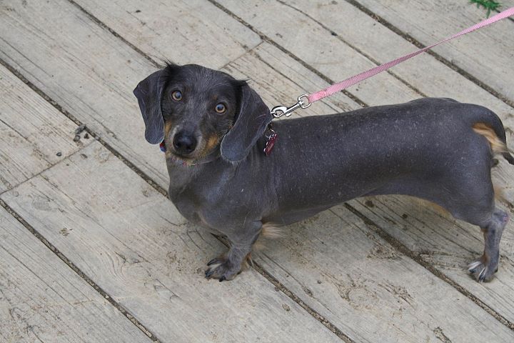 The Allure of the Blue Dachshund A Breed Overview