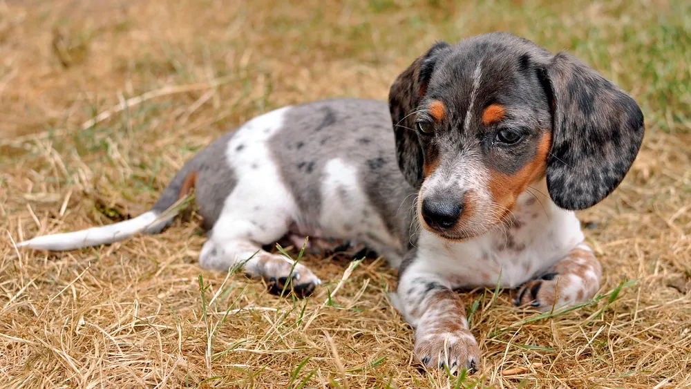 The Allure of the Blue Merle Dachshund A Unique and Captivating Breed