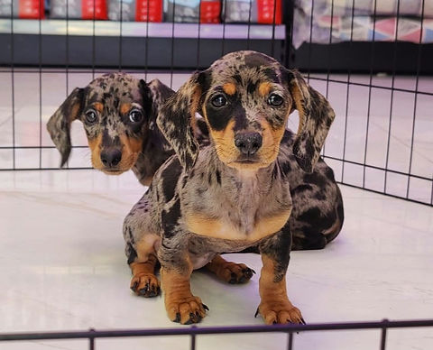 The Allure of the Blue Merle Dachshund A Unique and Captivating Breed