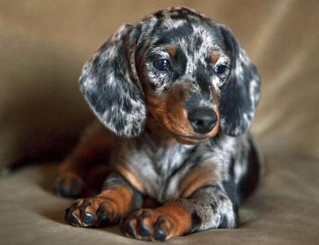 The Allure of the Blue Merle Dachshund A Unique and Captivating Breed