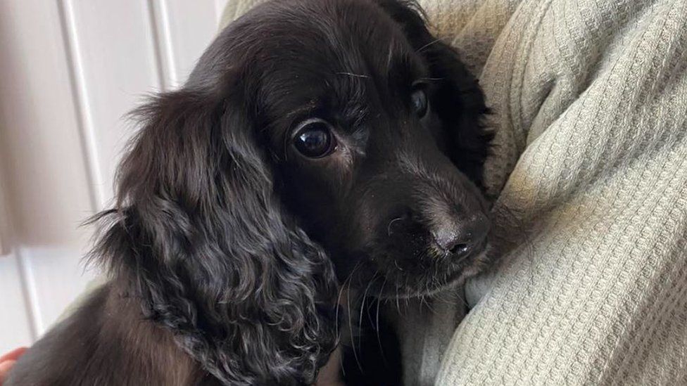 The Allure of the Cocker Spaniel Dachshund Mix A Unique Blend of Charm and Character