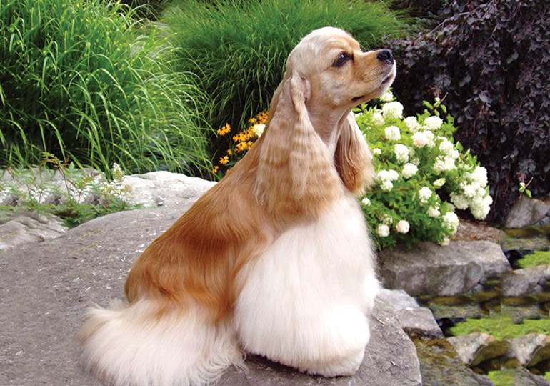 The Allure of the Cocker Spaniel Dachshund Mix A Unique Blend of Charm and Character