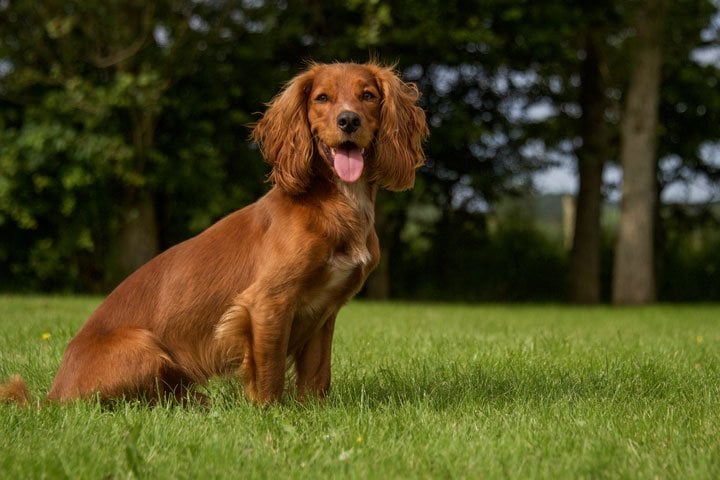 The Allure of the Cocker Spaniel Dachshund Mix A Unique Blend of Charm and Character