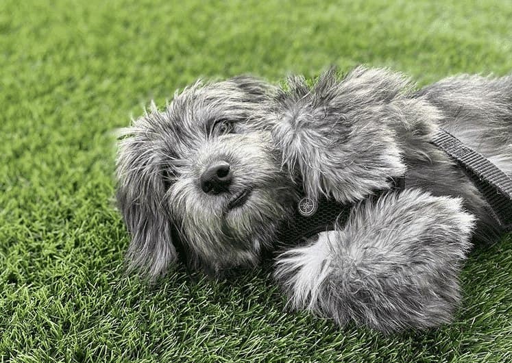 The Allure of the Dachshund Terrier Mix A Blend of Boldness and Cuteness