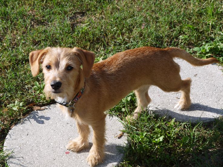 The Allure of the Dachshund Terrier Mix A Blend of Boldness and Cuteness