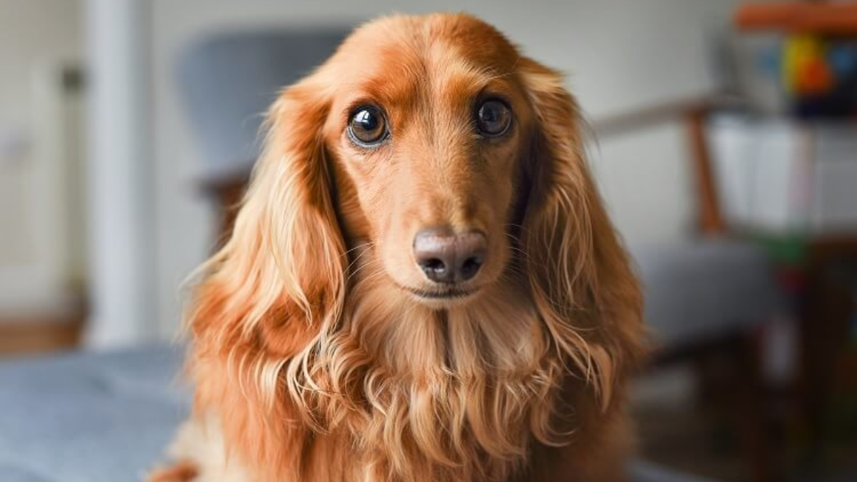 The Allure of the Long-Haired Dachshund Why They Capture Hearts