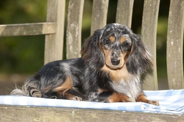 The Allure of the Long-Haired Dachshund Why They Capture Hearts