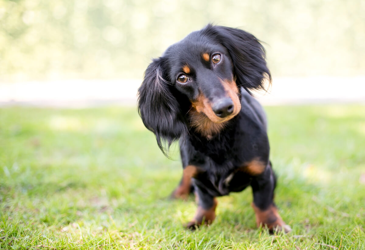 The Allure of the Long-Haired Dachshund Why They Capture Hearts