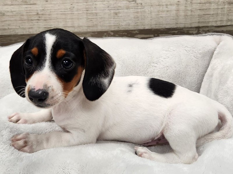 The Alluring Appeal of Black and White Dachshunds