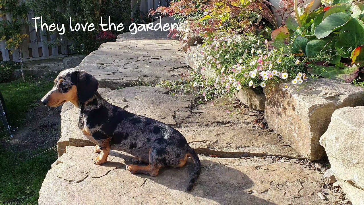 The Alluring Appeal of Black and White Dachshunds