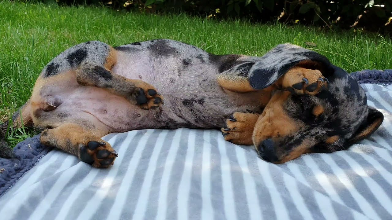 The Alluring Appeal of Black and White Dachshunds