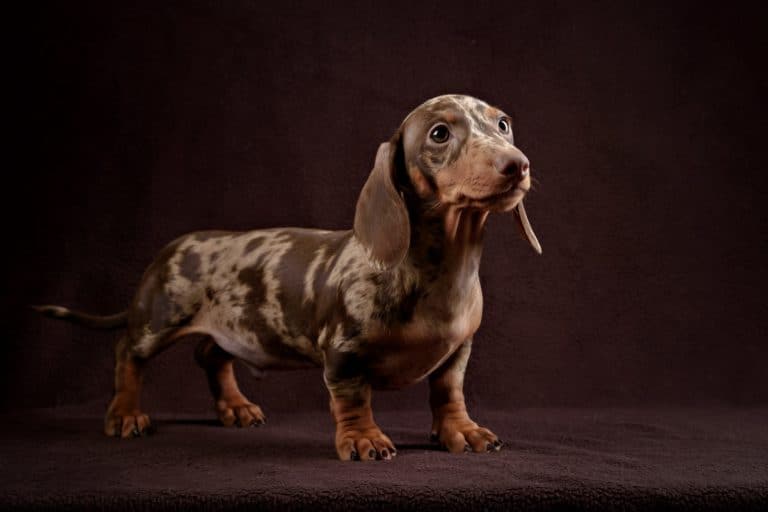 The Alluring Charm of the Chocolate Dapple Dachshund