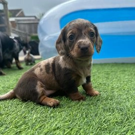 The Alluring Charm of the Chocolate Dapple Dachshund