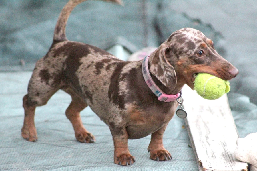 The Alluring Charm of the Chocolate Dapple Dachshund