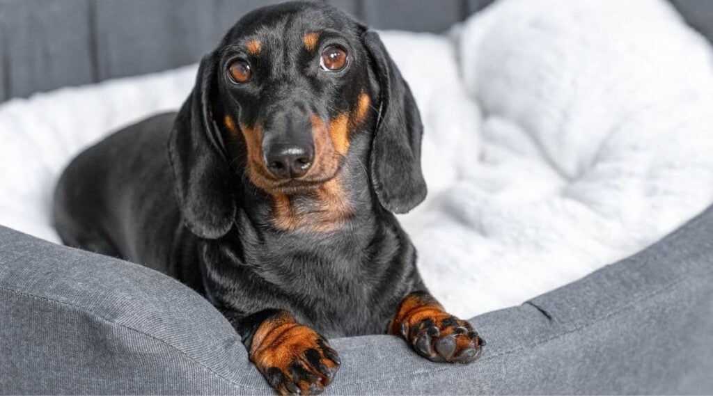 The Alluring Charm of the Chocolate Dapple Dachshund