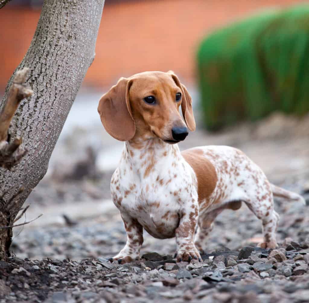 The Ancient Roots of the Dachshund Tracing the Breed