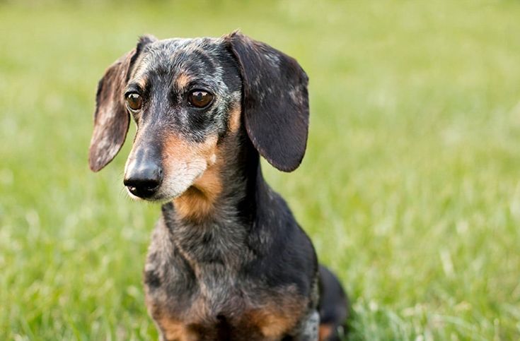 The Ancient Roots of the Dachshund Tracing the Breed