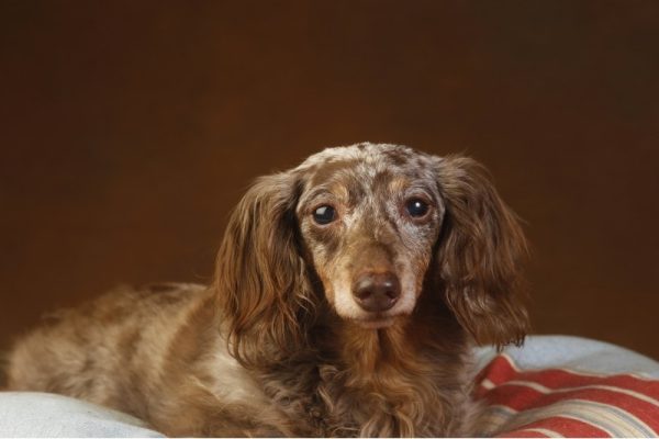 The Blue Dapple Dachshund A Breed Overview