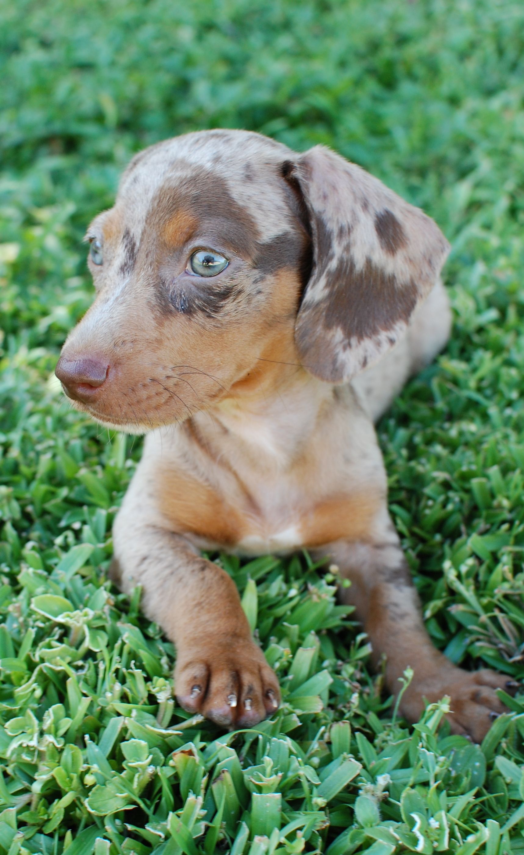 The Blue Dapple Dachshund A Breed Overview