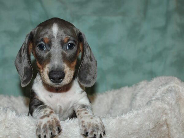 The Blue Dapple Dachshund A Breed Overview