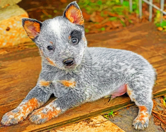 The Blue Heeler Dachshund Mix A Unique and Energetic Companion