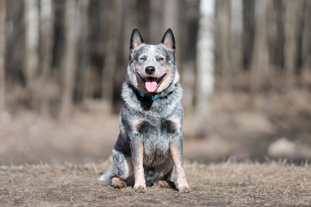 The Blue Heeler Dachshund Mix A Unique and Energetic Companion