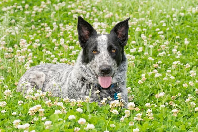 The Blue Heeler Dachshund Mix A Unique and Energetic Companion