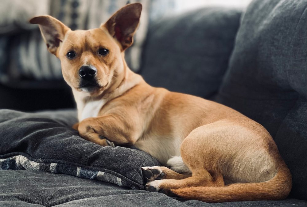 The Corgi-Dachshund Mix A Tail of Two Breeds