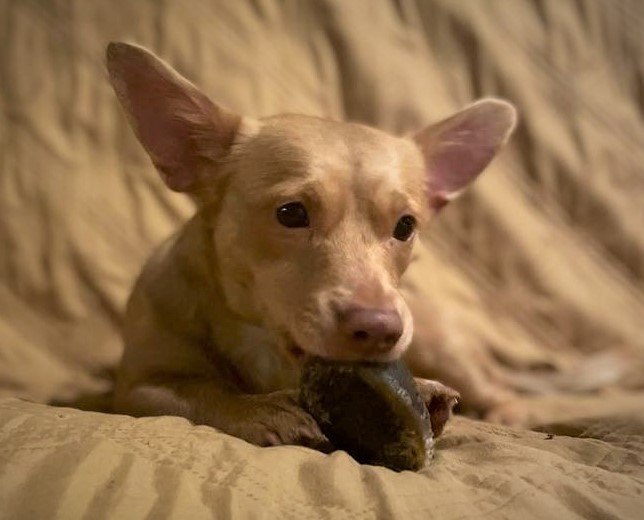 The Corgi-Dachshund Mix A Tail of Two Breeds