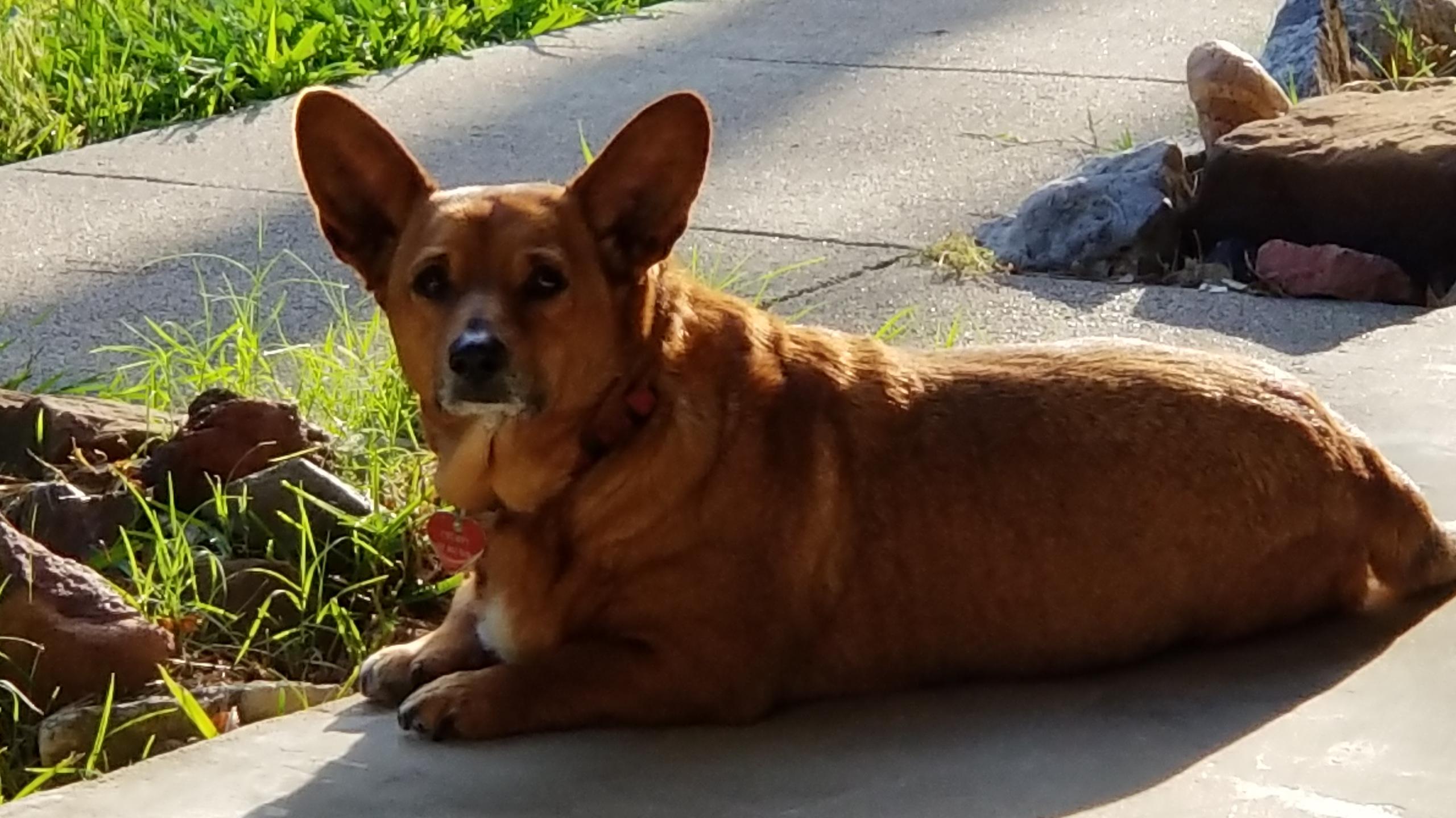 The Corgi-Dachshund Mix A Tail of Two Breeds