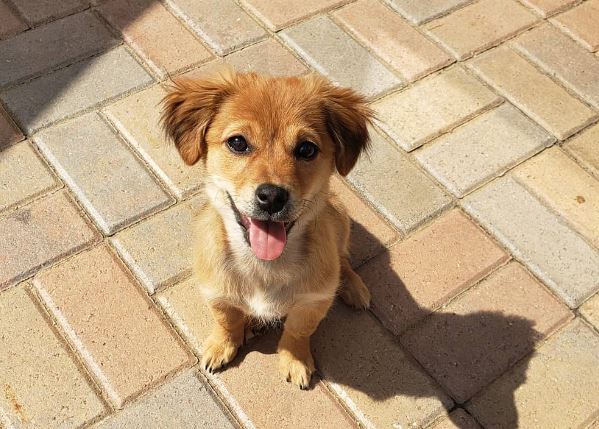 The Corgi-Dachshund Mix A Tail of Two Breeds