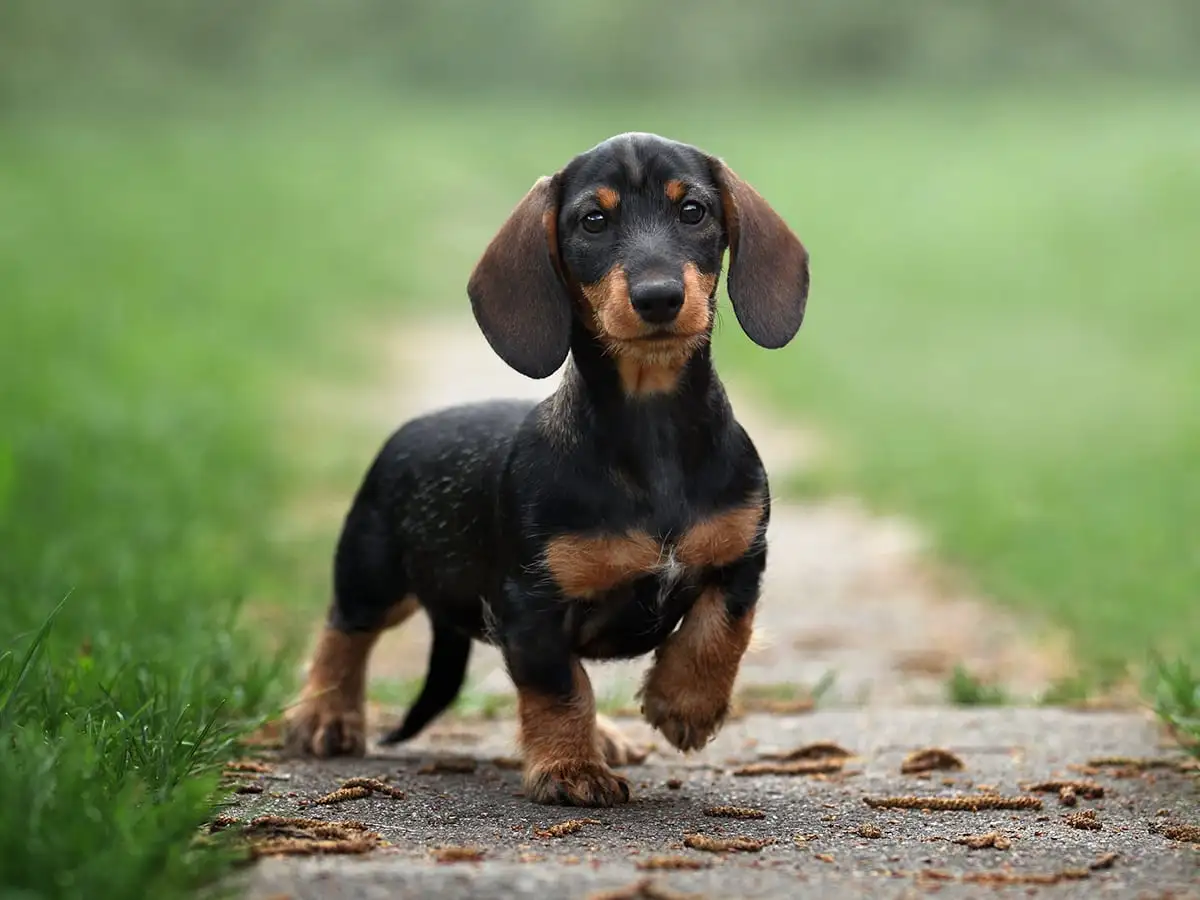 The Curious Case of the Rabbit and the Dachshund An Unlikely Friendship