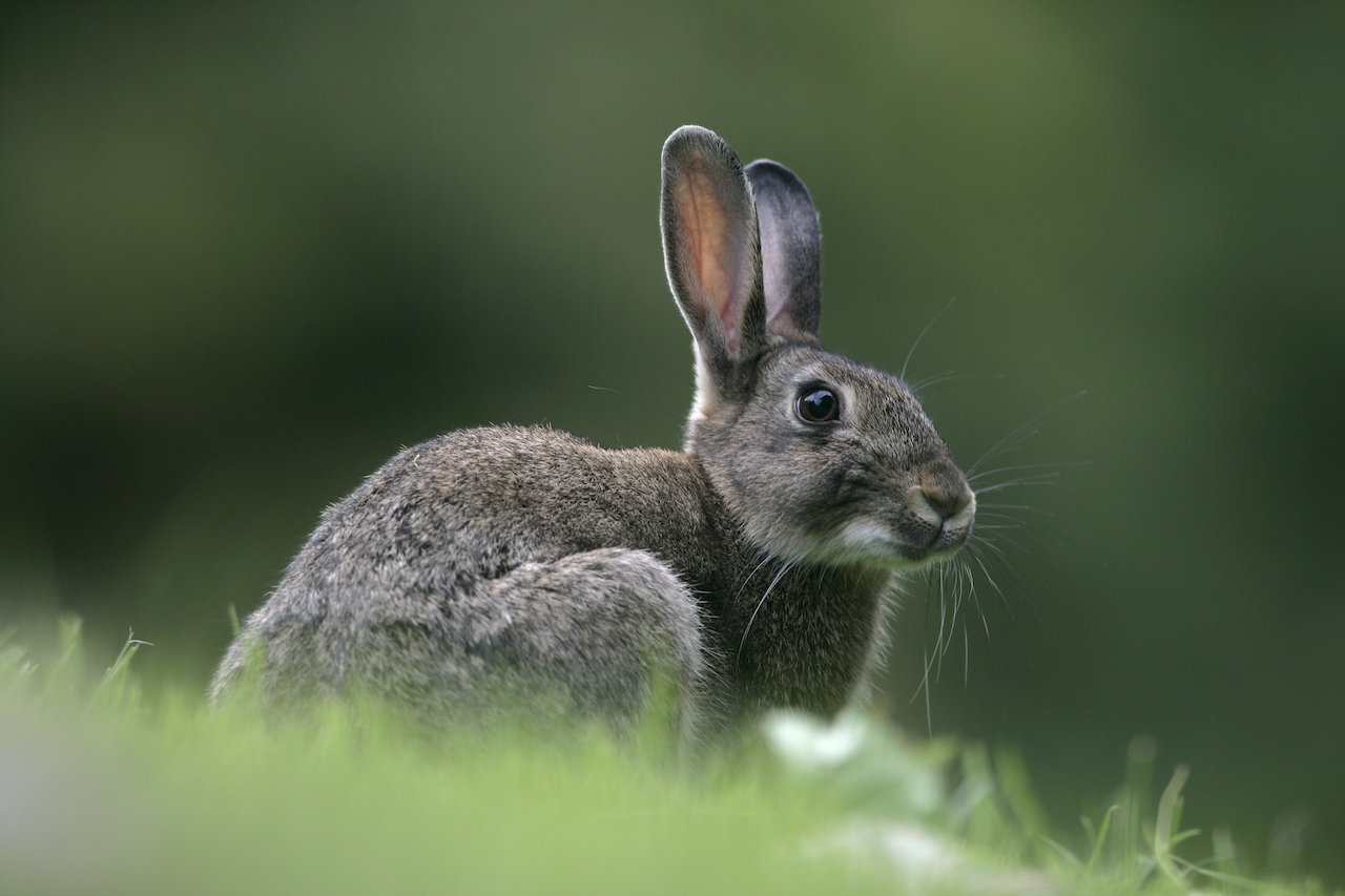 The Curious Case of the Rabbit and the Dachshund An Unlikely Friendship